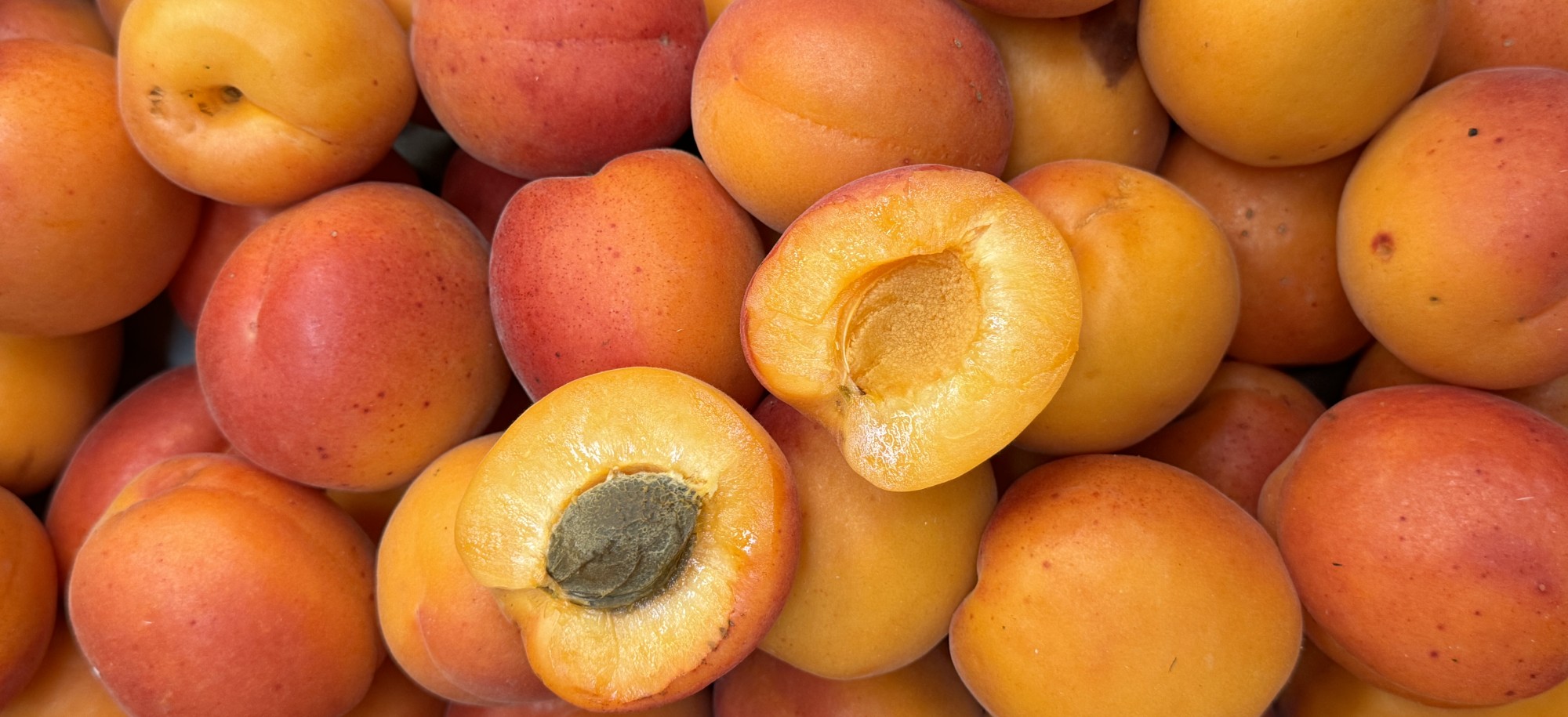 Abricots du MiN de Nantes
